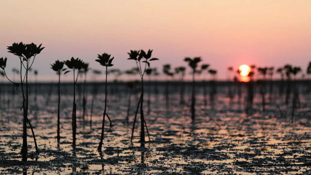 deretan tanaman mangrove yang masih kecil dengan latar matahari terbenam