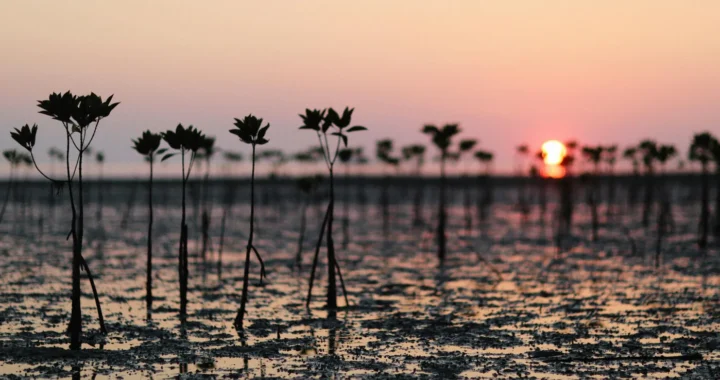 deretan tanaman mangrove yang masih kecil dengan latar matahari terbenam