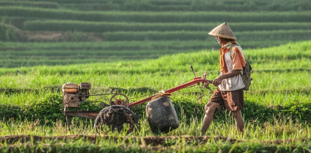 seorang petani berjalan di tengah sawah membawa traktor kecil