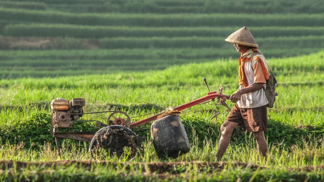 seorang petani berjalan di tengah sawah membawa traktor kecil