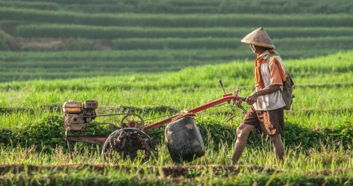 seorang petani berjalan di tengah sawah membawa traktor kecil