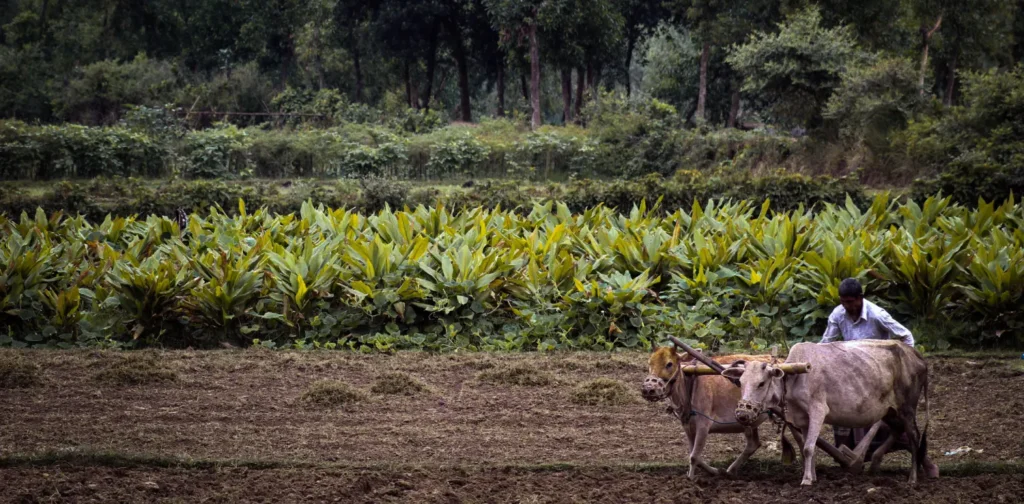 Seorang petani sedang membajak lahan pertanian menggunakan dua ekor sapi.