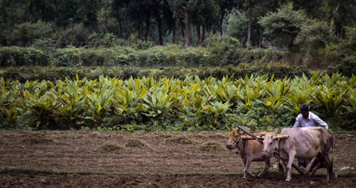 Seorang petani sedang membajak lahan pertanian menggunakan dua ekor sapi.