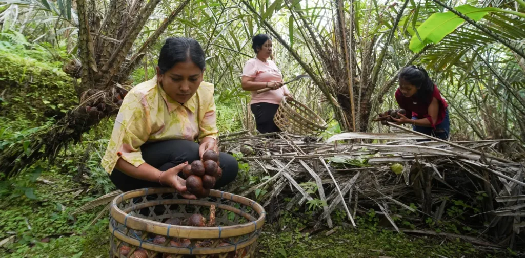 tiga perempuan memanen salak di kebun salak