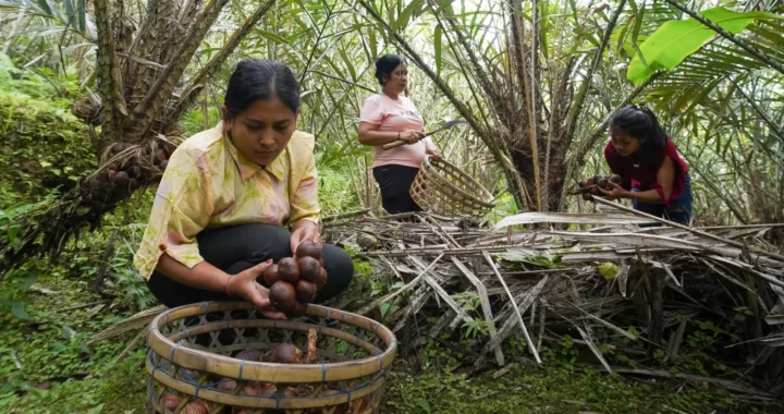 tiga perempuan memanen salak di kebun salak