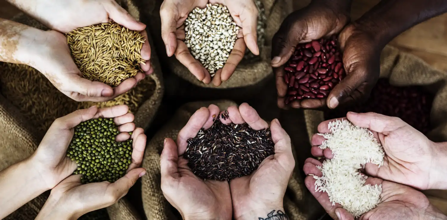 foto di atas tangan yang memegang kacang-kacangan, beras, millet, dan biji-bijian lainnya