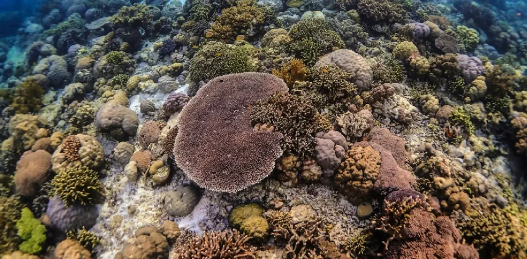 Terumbu karang di perairan bawah laut Taman Nasional Wakatobi