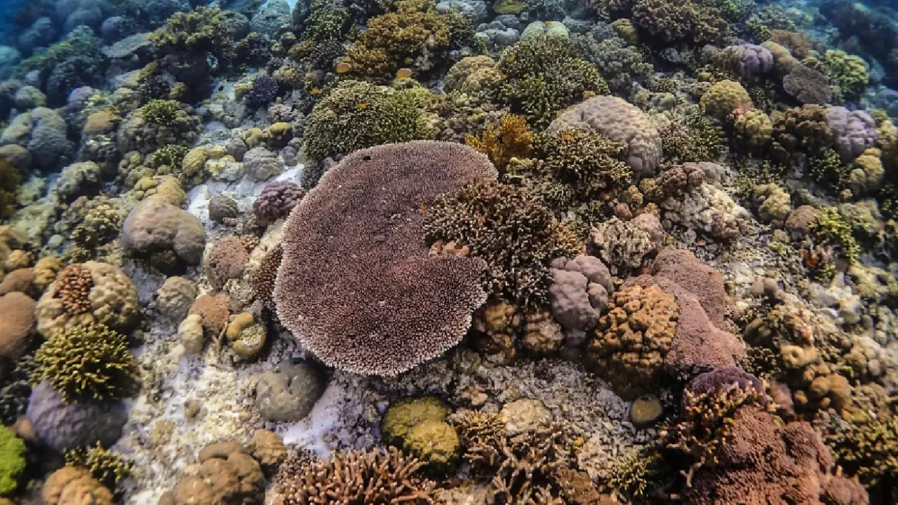 Terumbu karang di perairan bawah laut Taman Nasional Wakatobi