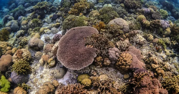 Terumbu karang di perairan bawah laut Taman Nasional Wakatobi