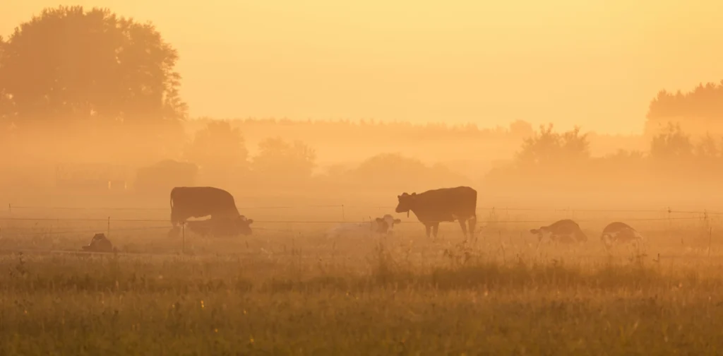 kawanansapi sedang merumput di ladang yang berkabut