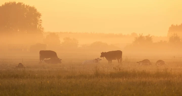 kawanansapi sedang merumput di ladang yang berkabut