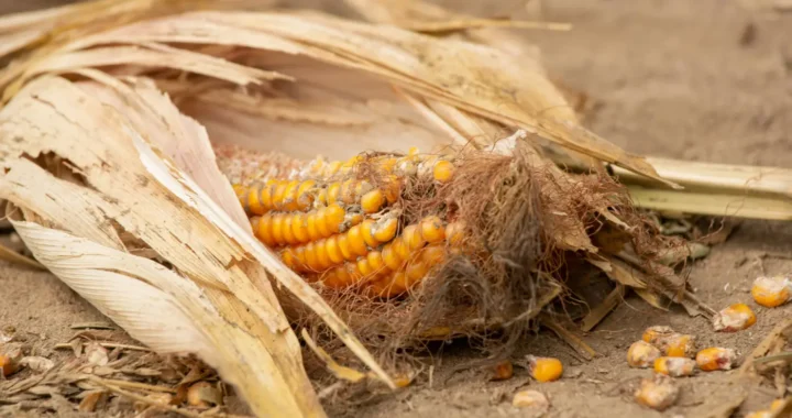 a cob of corn lying on the ground