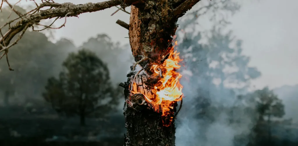 fire burning inside a tree