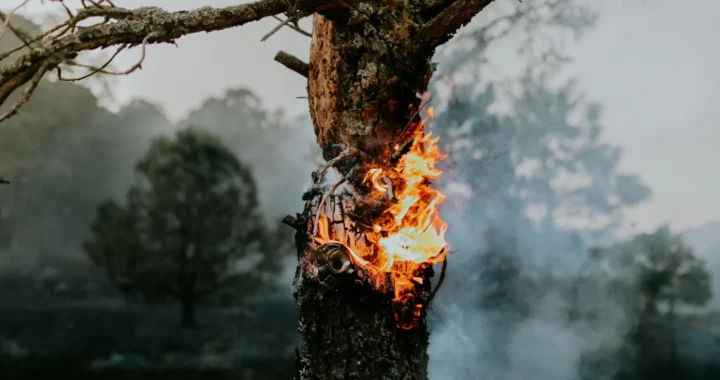 fire burning inside a tree