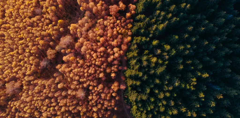 gambar hutan dengan dua warna berbeda; coklat di sebelah kiri dan hijau di sebelah kanan