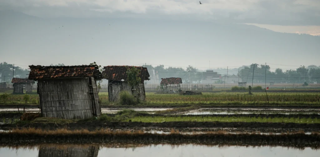 dua gubuk di tengah sawah berair