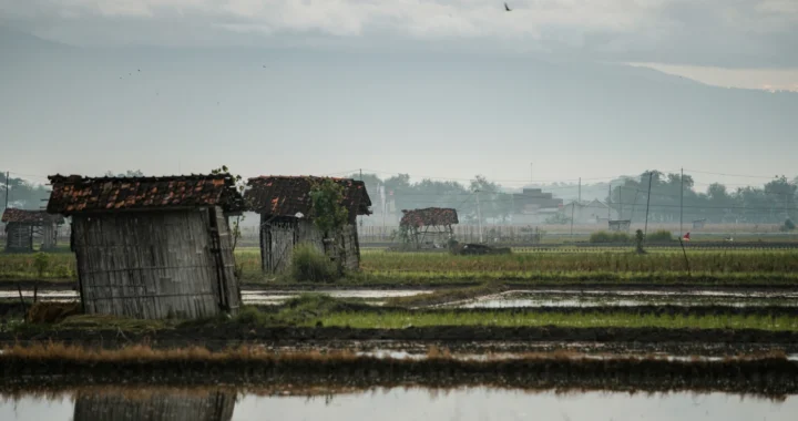 dua gubuk di tengah sawah berair