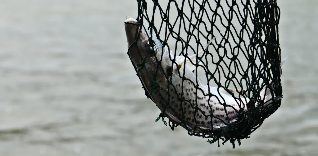 seekor ikan tertangkap dalam jaring berwarna hitam di atas lautan