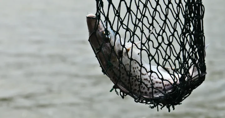 seekor ikan tertangkap dalam jaring berwarna hitam di atas lautan