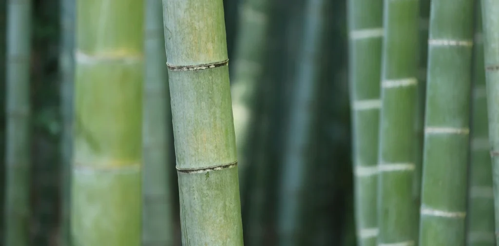 batang bambu hijau dari jarak dekat