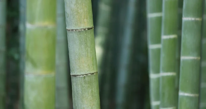 batang bambu hijau dari jarak dekat