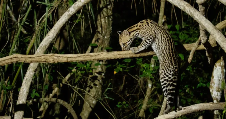 salah satu jenis kucing hutan memanjat dahan