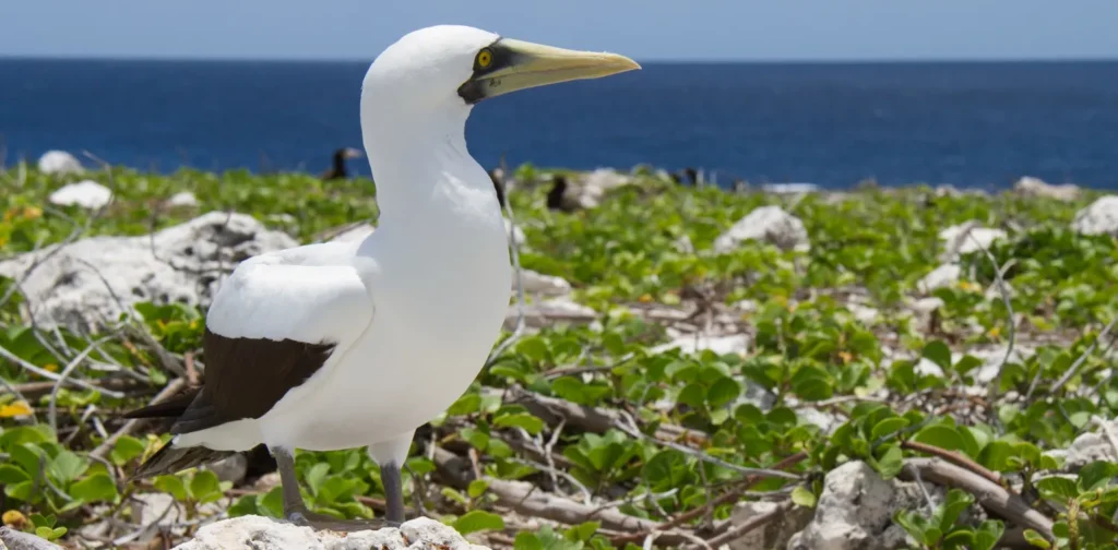 burung laut di tepi pantai