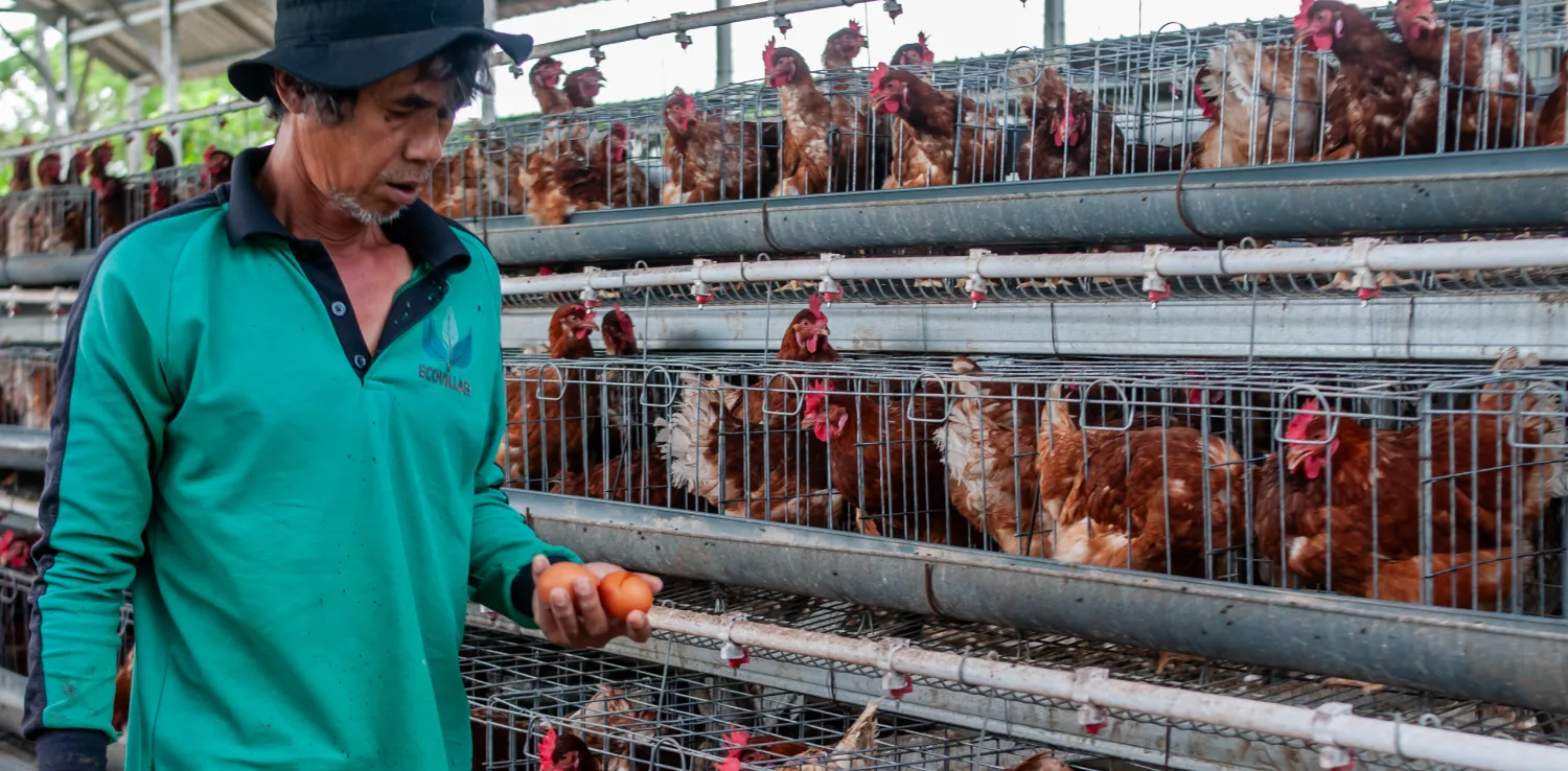 Seorang pekerja memegang dua butir telur di kandang ayam.