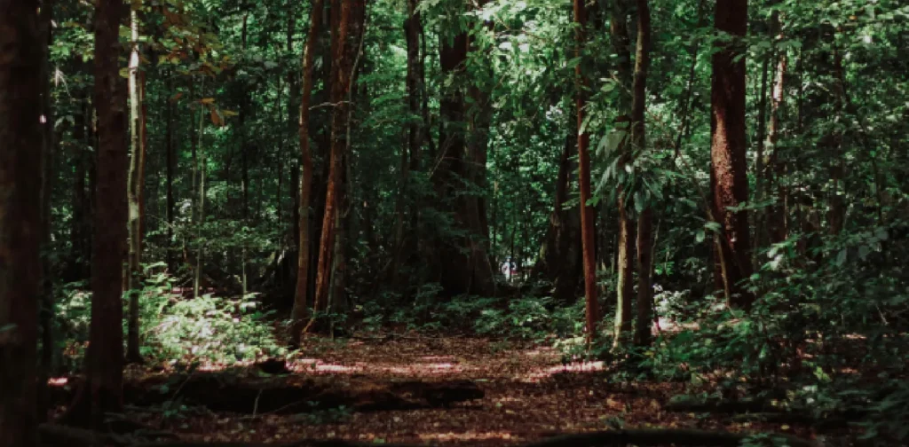 lanskap pepohonan di hutan