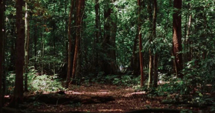 lanskap pepohonan di hutan