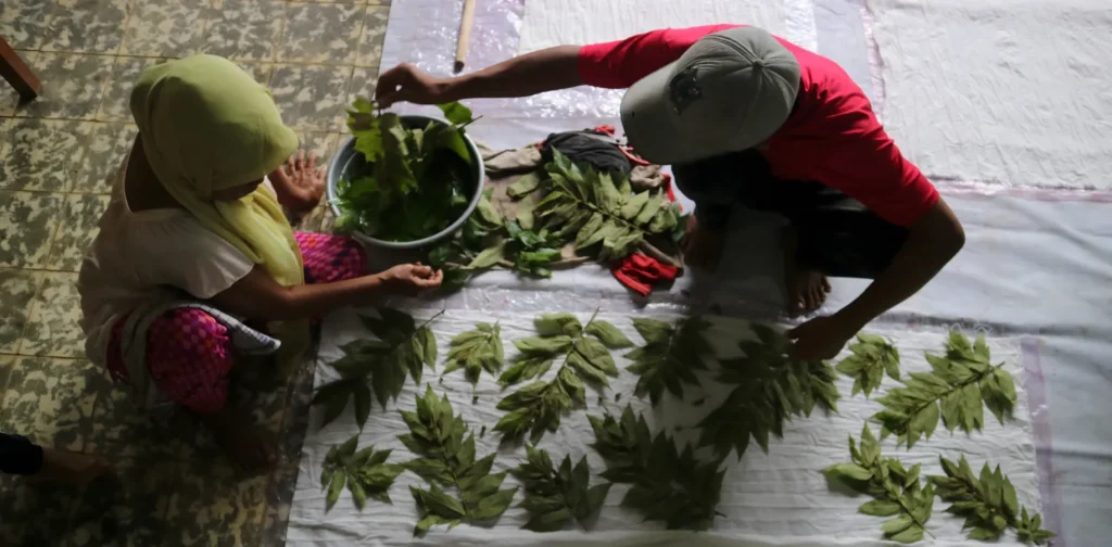 dua orang menaruh daun-daun hijau di atas kain putih untuk membuat ecoprint