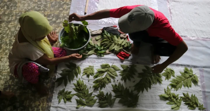 dua orang menaruh daun-daun hijau di atas kain putih untuk membuat ecoprint