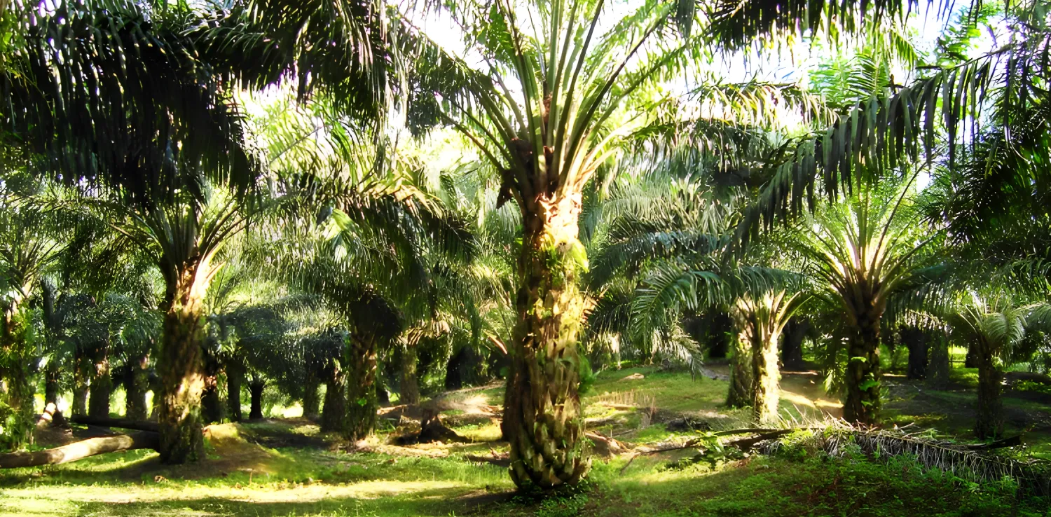 pohon-pohon kelapa sawit di lahan berumput