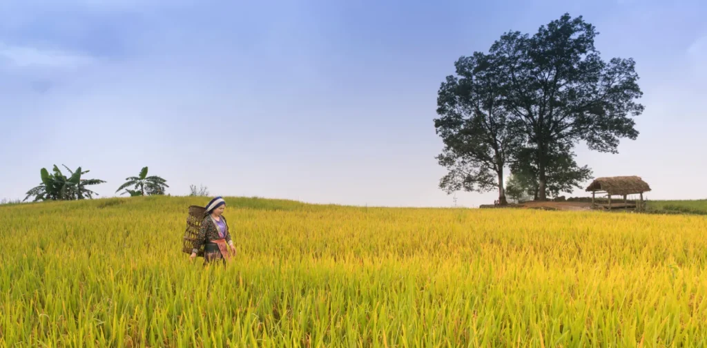 seorang perempuan di tengah sawah