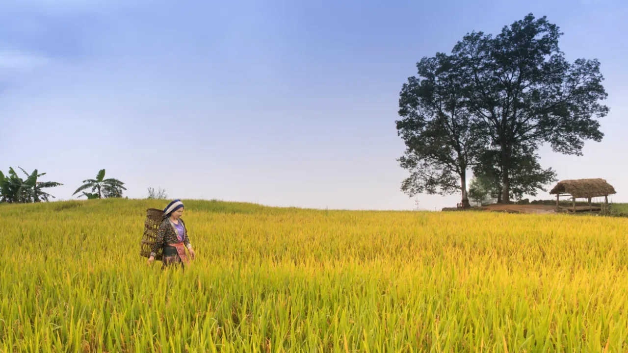 seorang perempuan di tengah sawah