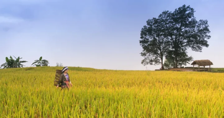 seorang perempuan di tengah sawah