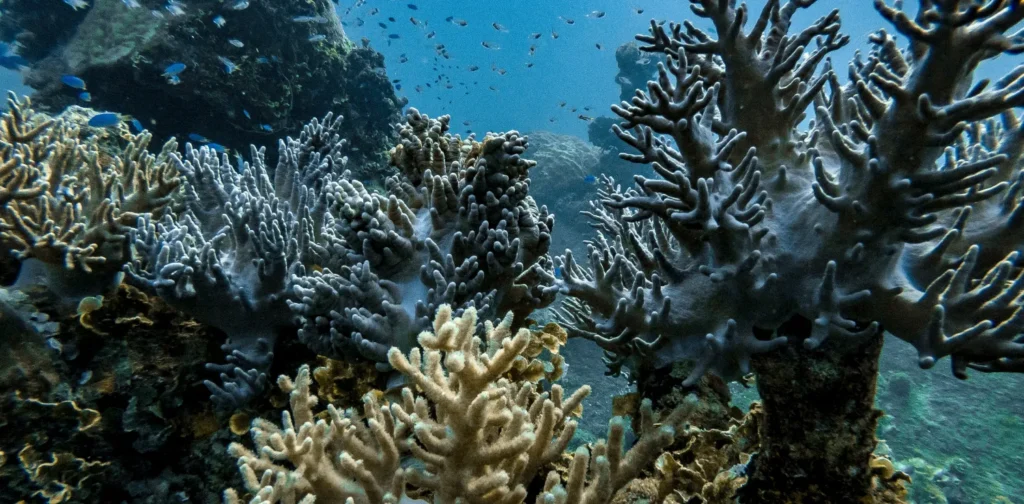 Terumbu karang di bawah laut