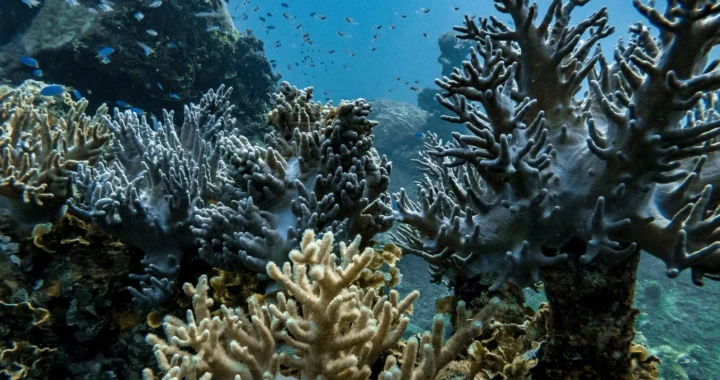 Terumbu karang di bawah laut