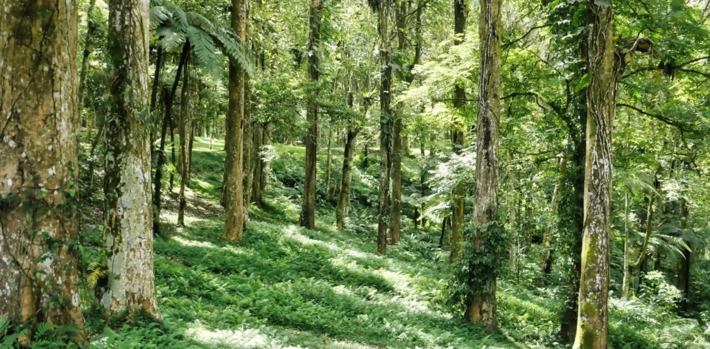 deretan pohon di hutan