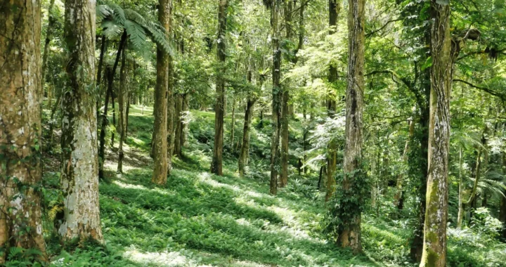 deretan pohon di hutan