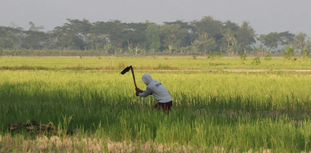 seorang lelaki dengan baju putih keabu-abuan mengangkat cangkul di tengah sawah