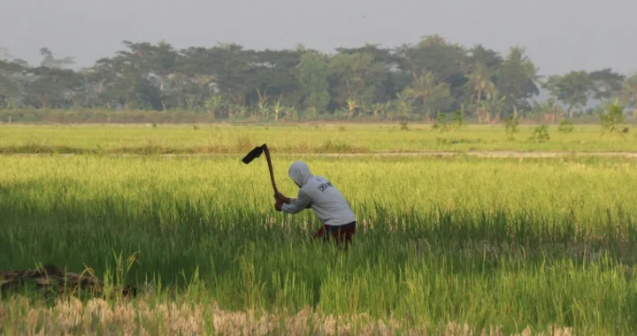 seorang lelaki dengan baju putih keabu-abuan mengangkat cangkul di tengah sawah