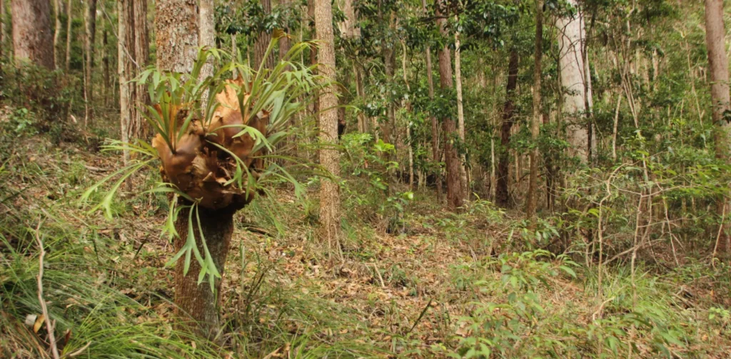 Pakis Staghorn menempel di batang pohon dengan daunnya yang menjuntai dan dikelilingi oleh rerumputan liar di tengah hutan rimbun.