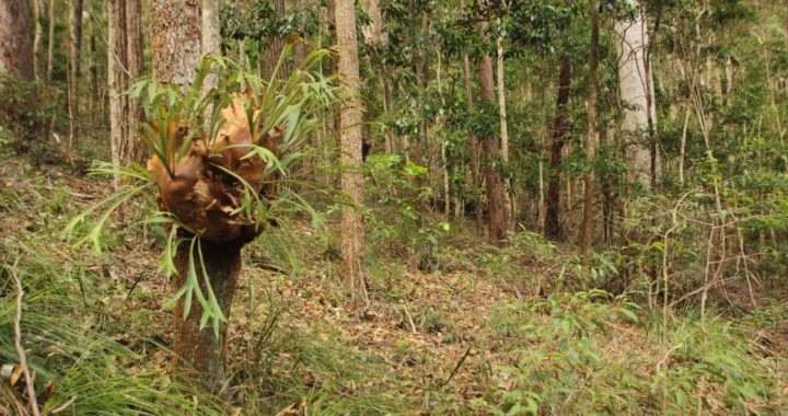 Pakis Staghorn menempel di batang pohon dengan daunnya yang menjuntai dan dikelilingi oleh rerumputan liar di tengah hutan rimbun.