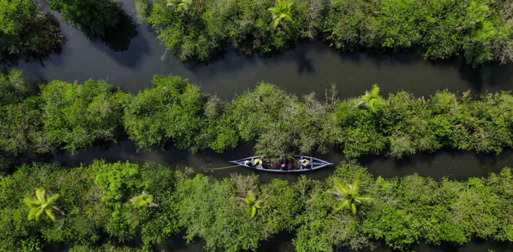 foto udara sebuah perahu di tengah hutan mangrove di india