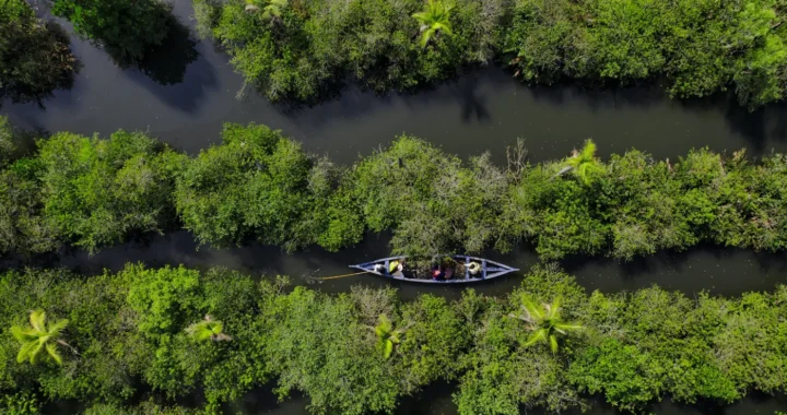 foto udara sebuah perahu di tengah hutan mangrove di india