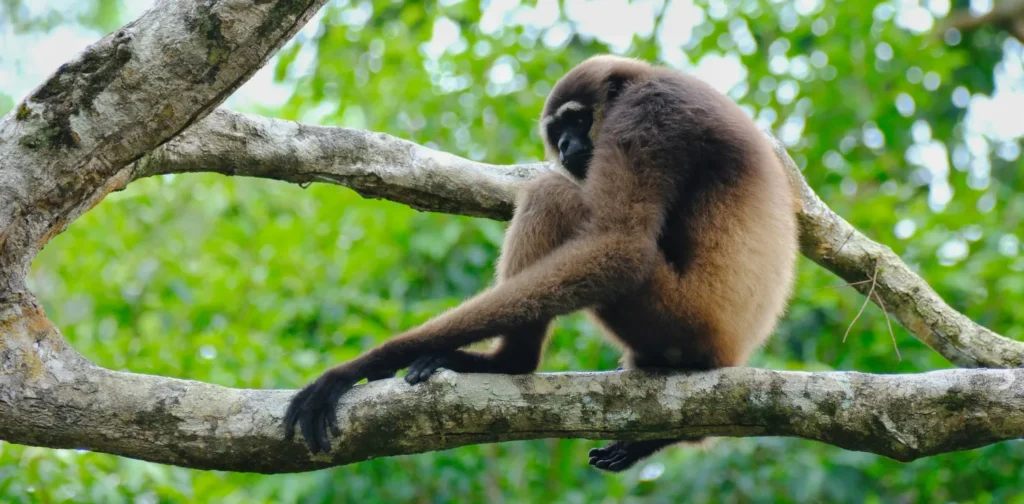 Seekor monyet sedang duduk di ranting pohon dengan latar dedaunan hijau