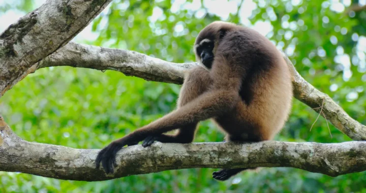 Seekor monyet sedang duduk di ranting pohon dengan latar dedaunan hijau