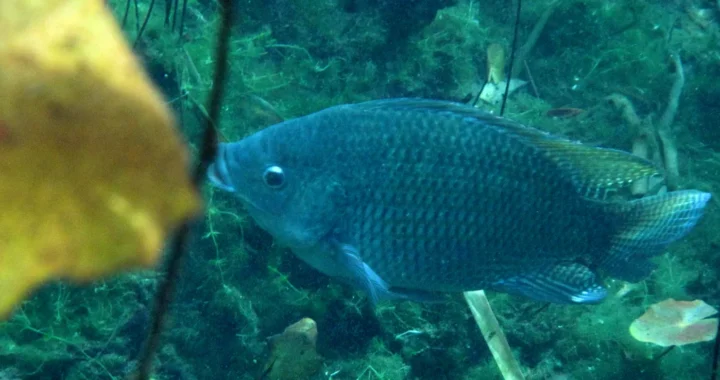 seekor ikan di dasar air