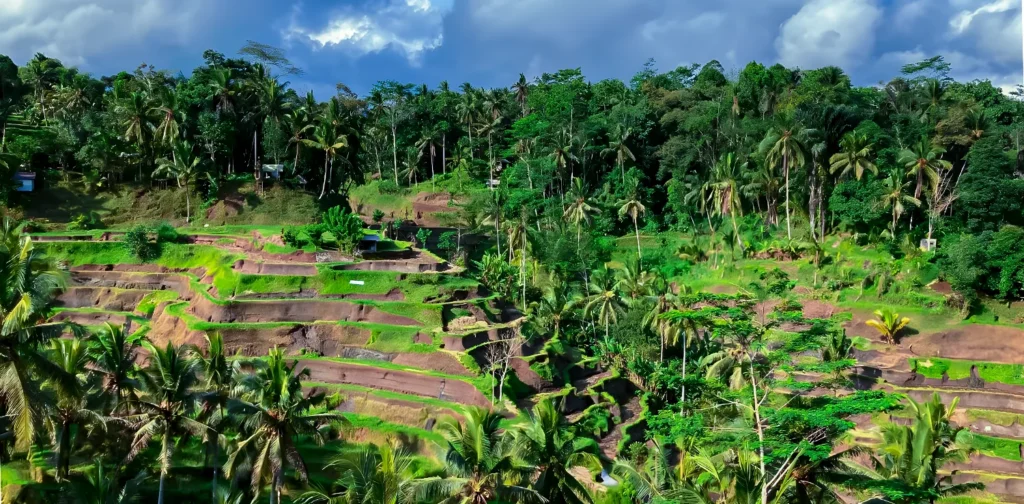 Pemandangan sawah bertingkat yang diselingi dengan pepohonan kelapa